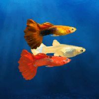 饲养孔雀鱼手游