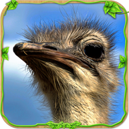 愤怒的鸵鸟模拟器国际服