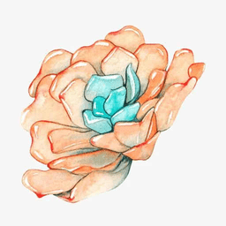 小墨多肉日记app